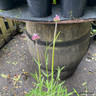 Verbena Bonariensis 5L