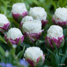 Tulip 'Ice Cream' (Double) - PACK of 10 premium size bulbs