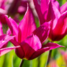 Tulip 'Purple Dream' (Lily-Flowered) - PACK of 10 premium size bulbs