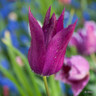 Tulip 'Purple Dream' (Lily-Flowered) - PACK of 10 premium size bulbs