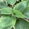 Hosta 'Wu La La'