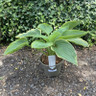 Hosta 'Wu La La'