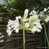 Agapanthus 'Icicles' (Duivenbrugges White)