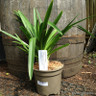 Agapanthus 'Enigma'