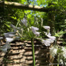 Agapanthus 'Windsor Grey'
