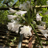 Agapanthus 'Windsor Grey'