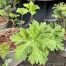 Geranium himalayense 'Baby Blue'