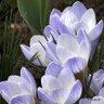 Crocus (species) 'Blue Pearl'