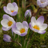Crocus (species) 'Blue Pearl'