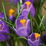 Crocus (large flowering) 'Purple' - PACK of 13 bulbs