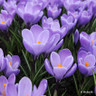 Crocus (large flowering) 'Purple' - PACK of 13 bulbs