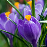 Crocus (large flowering) 'Purple' - PACK of 13 bulbs