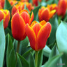 Tulip 'Stresa'