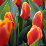 Tulip 'Stresa'
