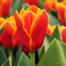Tulip 'Stresa'