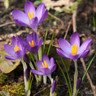 Crocus (species) tom. 'Whitwell Purple'