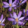 Crocus (species) tom. 'Whitwell Purple'