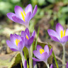 Crocus (species) tom. 'Whitwell Purple'