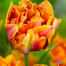 Tulip 'Orange Nassau' bulbs