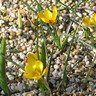 Crocus (species) 'Dorothy'