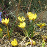 Crocus (species) 'Dorothy'