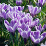 Crocus (large flowering) 'Striped' - PACK of 13 bulbs