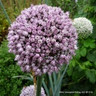 Allium 'Summer Drummer' PACK of 3 Bulbs