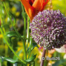 Allium 'Summer Drummer' PACK of 3 Bulbs