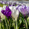 Crocus (species) 'Mixed'