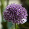 Allium 'Aflatunense' - Pack of 5 Bulbs