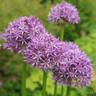 Allium 'Aflatunense'