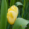 Tulip 'Roi du Midi' Bulbs