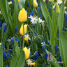 Tulip 'Roi du Midi' Bulbs