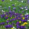 Crocus (large flowering) 'Mixed' - PACK of 10 bulbs
