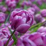 Tulip 'Alicante'