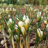 Crocus (species) 'Snowbunting' - PACK of 7 bulbs