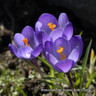 Crocus (large flowering) 'Blue' - PACK of 13 bulbs