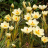 Crocus (species) 'Cream Beauty'