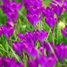 Crocus (species) tom. 'Ruby Giant'
