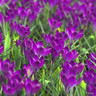 Crocus (species) tom. 'Ruby Giant'