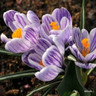 Crocus (large flowering) 'Striped' BULK - 100 or 250 bulbs