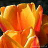 Tulip 'Beauty of Apeldoorn' BULK - 100 or 250 bulbs