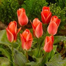 Tulip 'Calypso' BULK - 100 or 250 bulbs