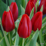 Tulip 'Cassini' BULK - 100 or 250 bulbs