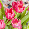 Tulip 'Christmas Marvel' BULK - 100 or 250 bulbs Tulip 'Christmas Marvel' BULK - 100 or 250 bulbs