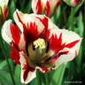 Tulip 'Happy Generation' BULK - 100 or 250 bulbs Tulip 'Happy Generation' BULK - 100 or 250 bulbs