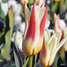 Tulip 'Johann Strauss' BULK - 100 or 250 bulbs