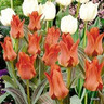 Tulip 'Red Riding Hood' BULK - 100 or 250 bulbs
