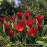 Tulip 'Scarlet Baby' BULK - 100 or 250 bulbs