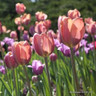 Tulip 'Van Eijk' BULK - 100 or 250 bulbs